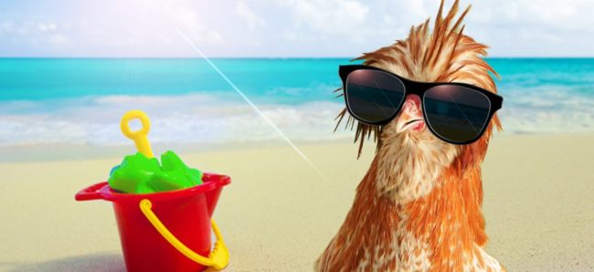 vacances-poules